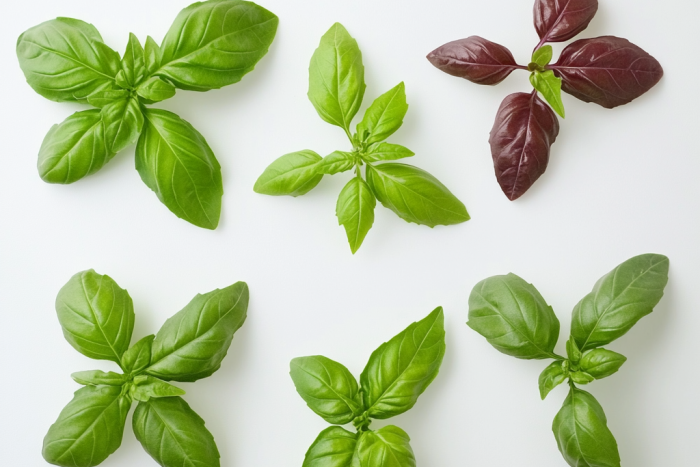 🌱 Bazylia – odmiany, które warto znać: nie tylko zielona!