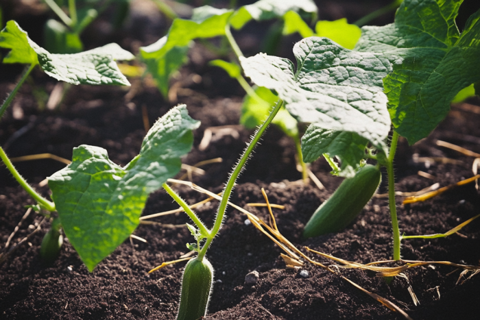 🥒 Uprawa ogórków krok po kroku – poradnik ogrodnika