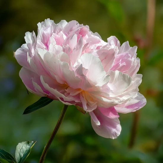 🌸 Kiedy sadzić piwonie? Praktyczny kalendarz