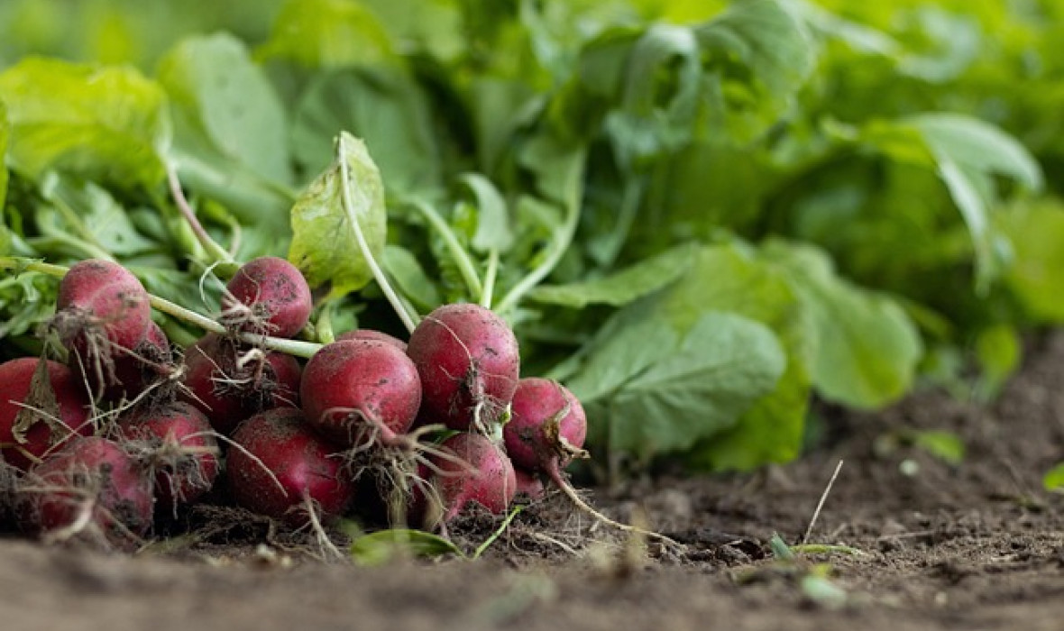 🥕 Jak zacząć własny warzywnik? Poradnik krok po kroku dla początkujących