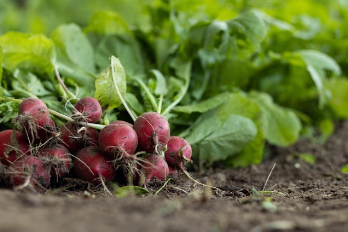 🥕 Jak zacząć własny warzywnik? Poradnik krok po kroku dla początkujących