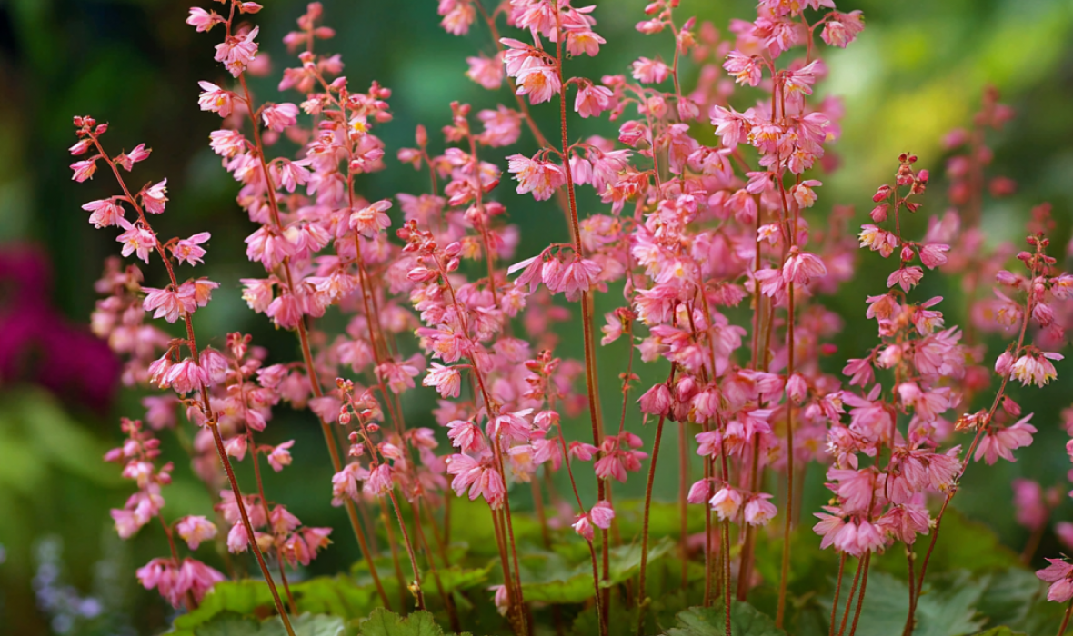 Żurawka Heuchera ‘Weserlachs’ – uprawa i pielęgnacja 🌸