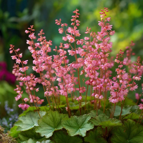 Żurawka Heuchera ‘Weserlachs’ – uprawa i pielęgnacja 🌸