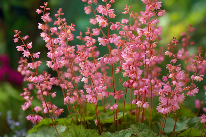 Żurawka Heuchera ‘Weserlachs’ – uprawa i pielęgnacja 🌸