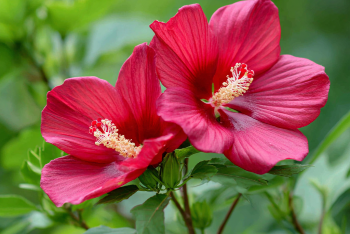 Ketmia bagienna (Hibiscus moscheutos) – uprawa i pielęgnacja 🌺