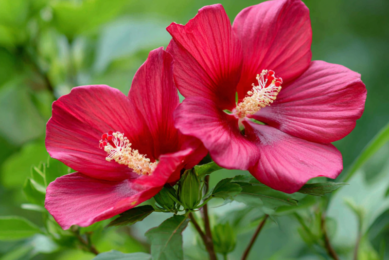 Ketmia bagienna (Hibiscus moscheutos) – uprawa i pielęgnacja 🌺