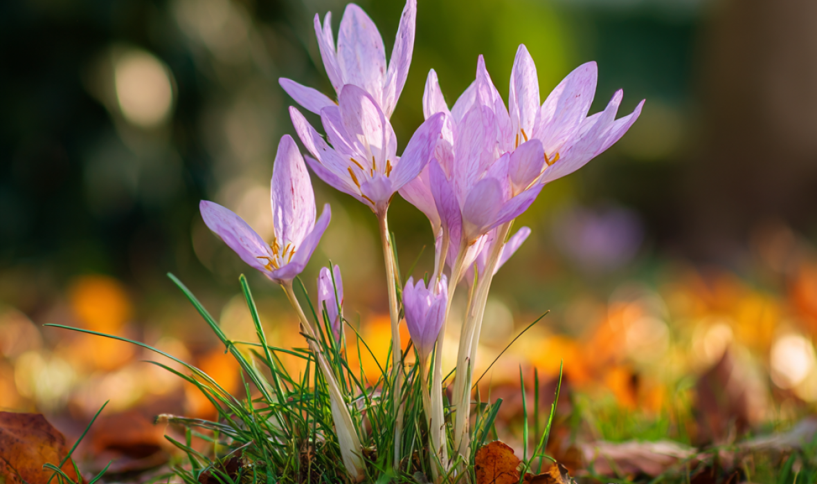 Zimowit jesienny (Colchicum autumnale) – delikatne kwiaty jesieni 🌸🍂