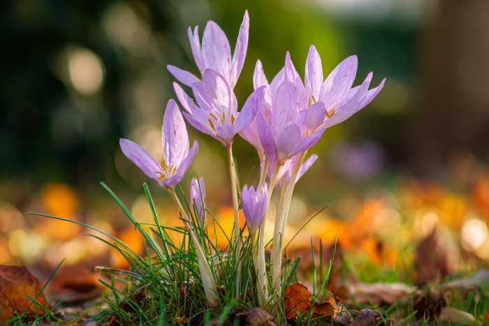 Zimowit jesienny (Colchicum autumnale) – delikatne kwiaty jesieni 🌸🍂