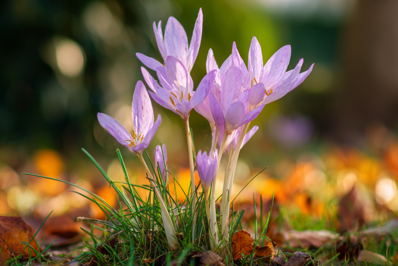 Zimowit jesienny (Colchicum autumnale) – delikatne kwiaty jesieni 🌸🍂