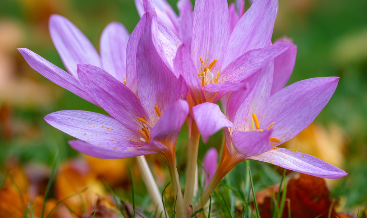 Zimowit powabny (Colchicum speciosum) – jesienna ozdoba ogrodu 🌸🍂