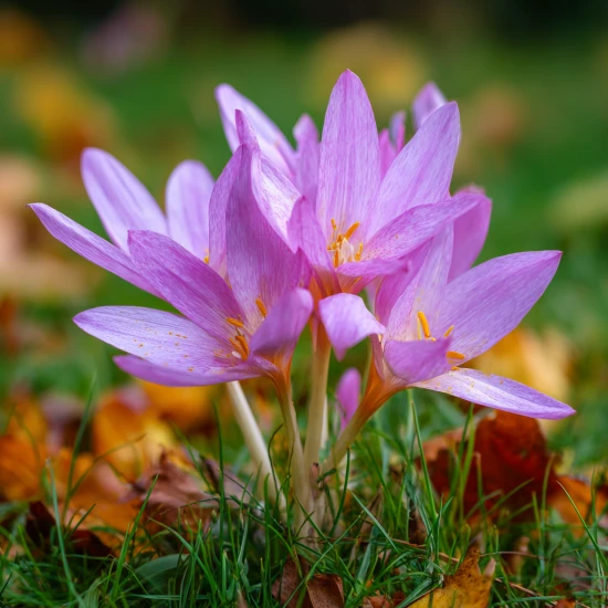 Zimowit powabny (Colchicum speciosum) – jesienna ozdoba ogrodu 🌸🍂