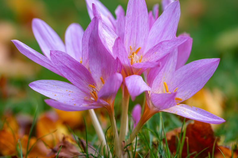 Zimowit powabny (Colchicum speciosum) – jesienna ozdoba ogrodu 🌸🍂