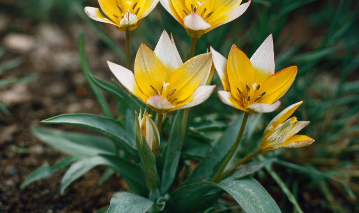 🌷 Tulipany botaniczne – małe kwiaty, wielki urok