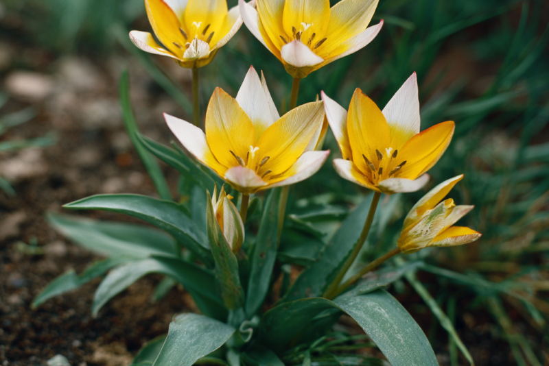🌷 Tulipany botaniczne – małe kwiaty, wielki urok