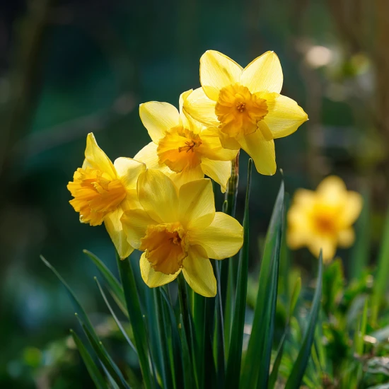 🌼 Narcyz 'Carlton' (Narcissus 'Carlton') – pielęgnacja, uprawa i ciekawostki