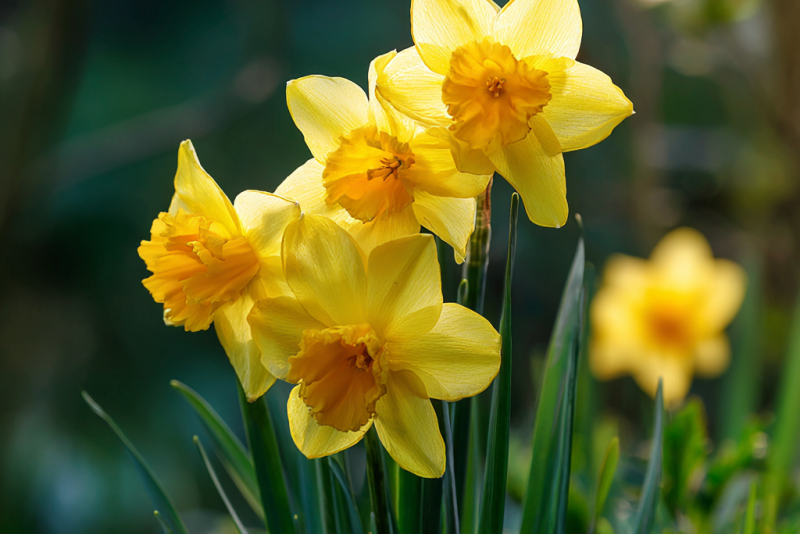 🌼 Narcyz 'Carlton' (Narcissus 'Carlton') – pielęgnacja, uprawa i ciekawostki
