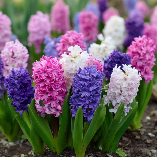 🌸 Hiacynt – odpowiednia pielęgnacja i ciekawostki