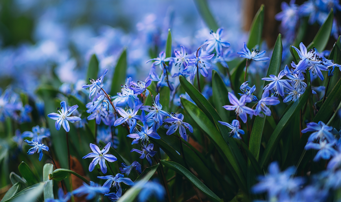 💙 Cebulice – małe kwiaty o wielkim uroku