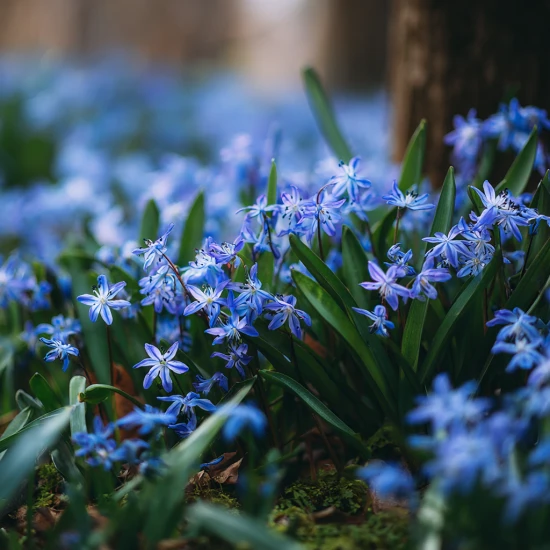 💙 Cebulice – małe kwiaty o wielkim uroku