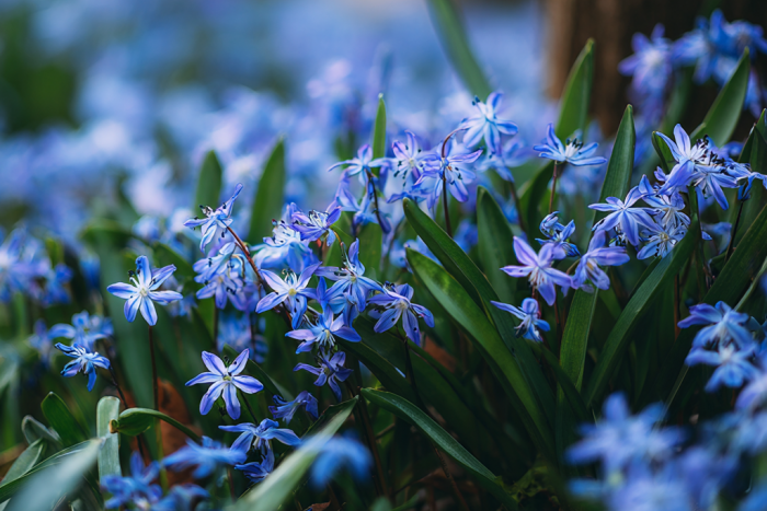 💙 Cebulice – małe kwiaty o wielkim uroku