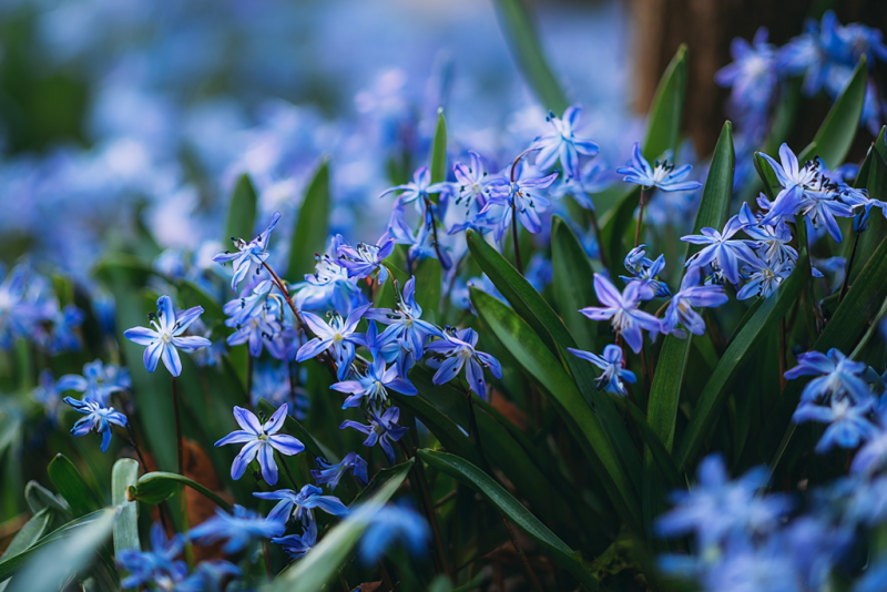 💙 Cebulice – małe kwiaty o wielkim uroku