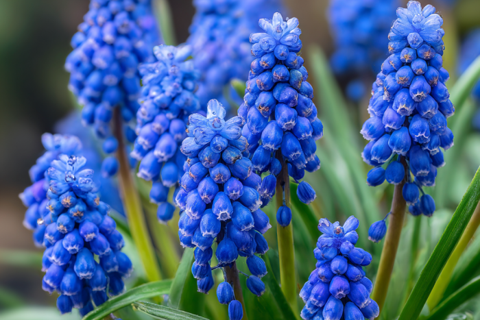 💙 Szafirek armeński (Muscari armeniacum): Idealna roślina na wiosenne rabaty