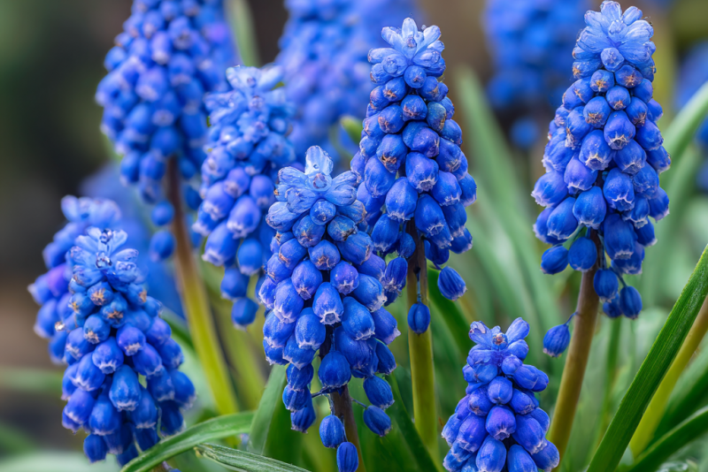 💙 Szafirek armeński (Muscari armeniacum): Idealna roślina na wiosenne rabaty