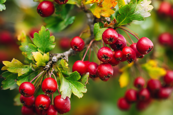 🍎 Owoce głogu – właściwości i zastosowanie