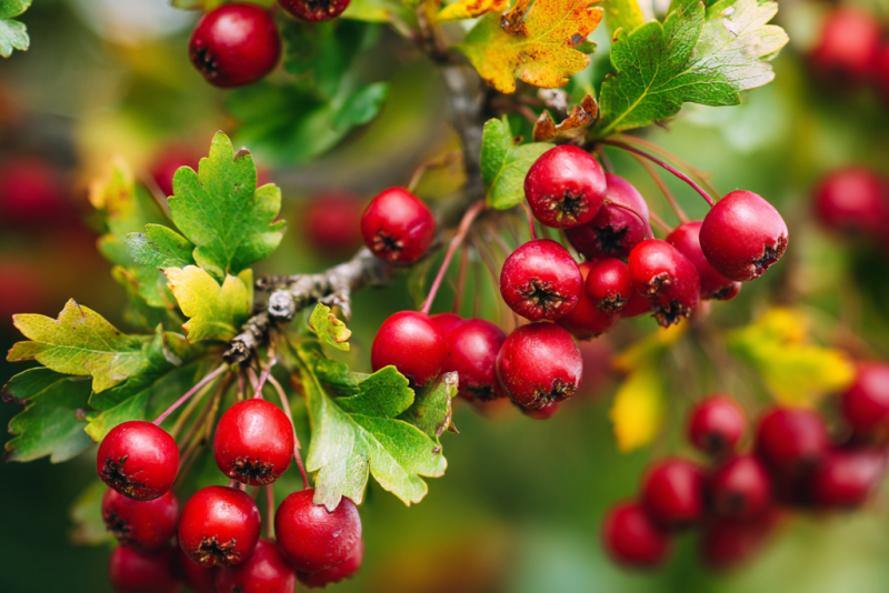 🍎 Owoce głogu – właściwości i zastosowanie