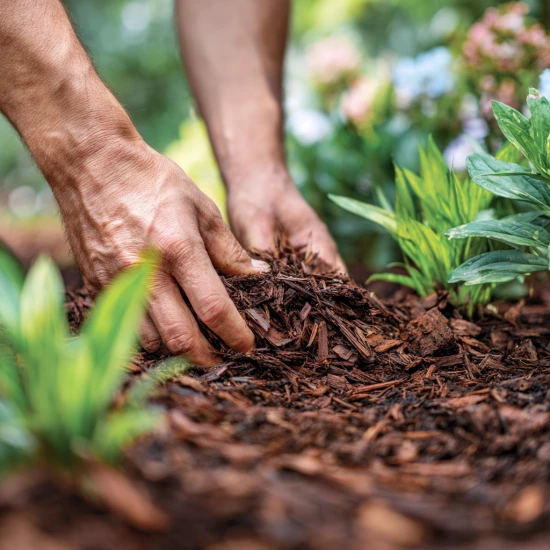 🌿 Ściółkowanie krok po kroku – najlepsze materiały do ochrony gleby