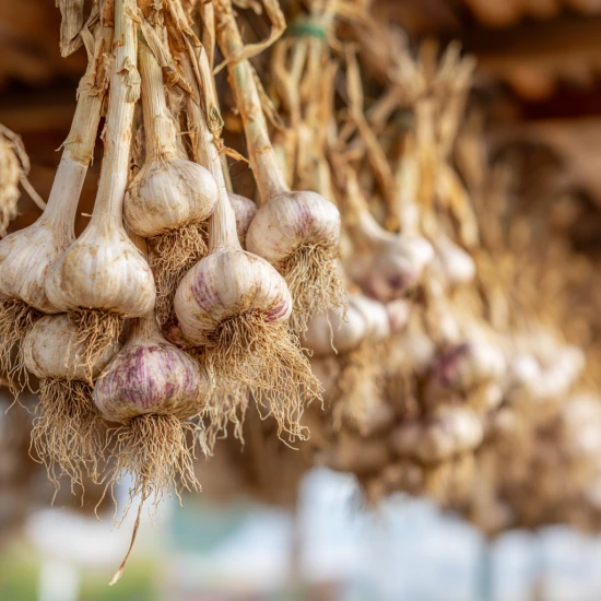 Jak przechowywać czosnek z własnej działki, żeby nie pleśniał 🧄🧺