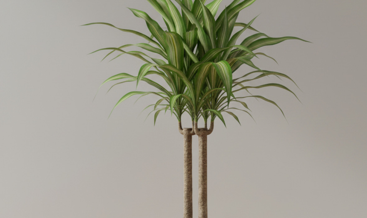 Dracena wonna (Dracaena fragrans) – Tropikalny filtr w Twoim domu 🌴🌬️