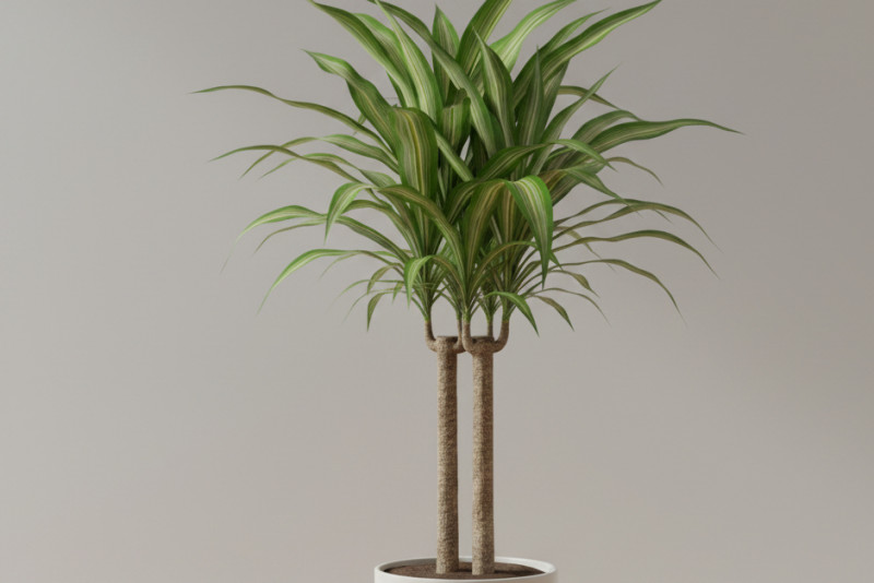 Dracena wonna (Dracaena fragrans) – Tropikalny filtr w Twoim domu 🌴🌬️
