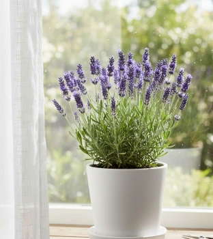 Lawenda wąskolistna (Lavandula angustifolia) w domu – czy to możliwe? 💜🏠