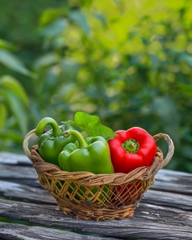 Papryka – uprawa od A do Z