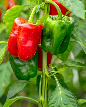 Papryka Ożarowska – uprawa w tunelu