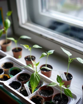 🌶️ Rozsada papryki w marcu: temperatura, wilgotność i najczęstsze błędy