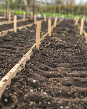 Grządka pod siew: jak przygotować ziemię, żeby nasiona nie zgniły i nie wyschły
