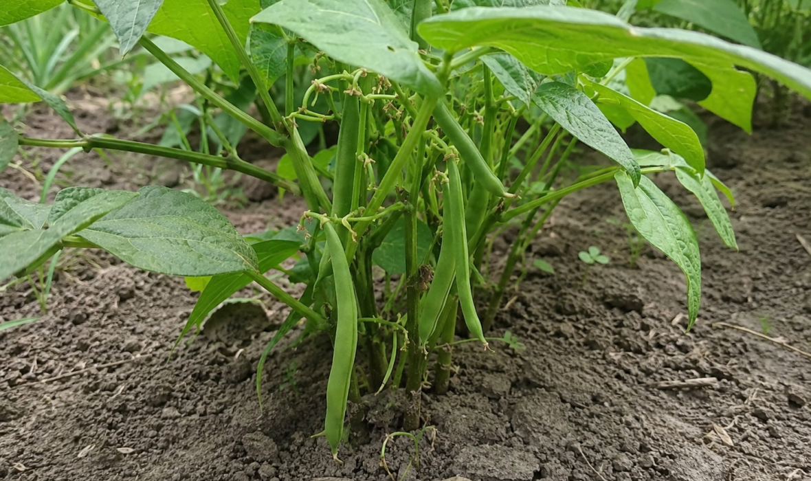 🌱 Jak uprawiać fasolkę szparagową w ogrodzie? Siew, podlewanie, nawożenie i zbiór