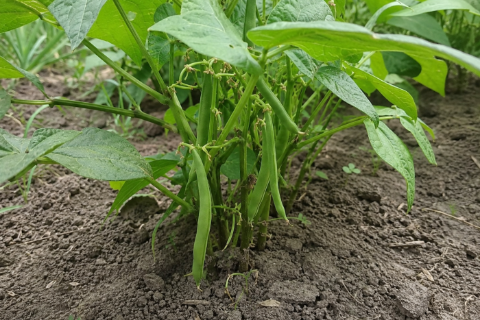 🌱 Jak uprawiać fasolkę szparagową w ogrodzie? Siew, podlewanie, nawożenie i zbiór