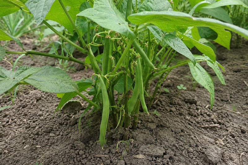 🌱 Jak uprawiać fasolkę szparagową w ogrodzie? Siew, podlewanie, nawożenie i zbiór