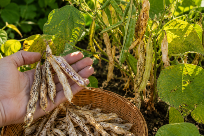 🌱 Jak zebrać własne nasiona fasolki szparagowej?