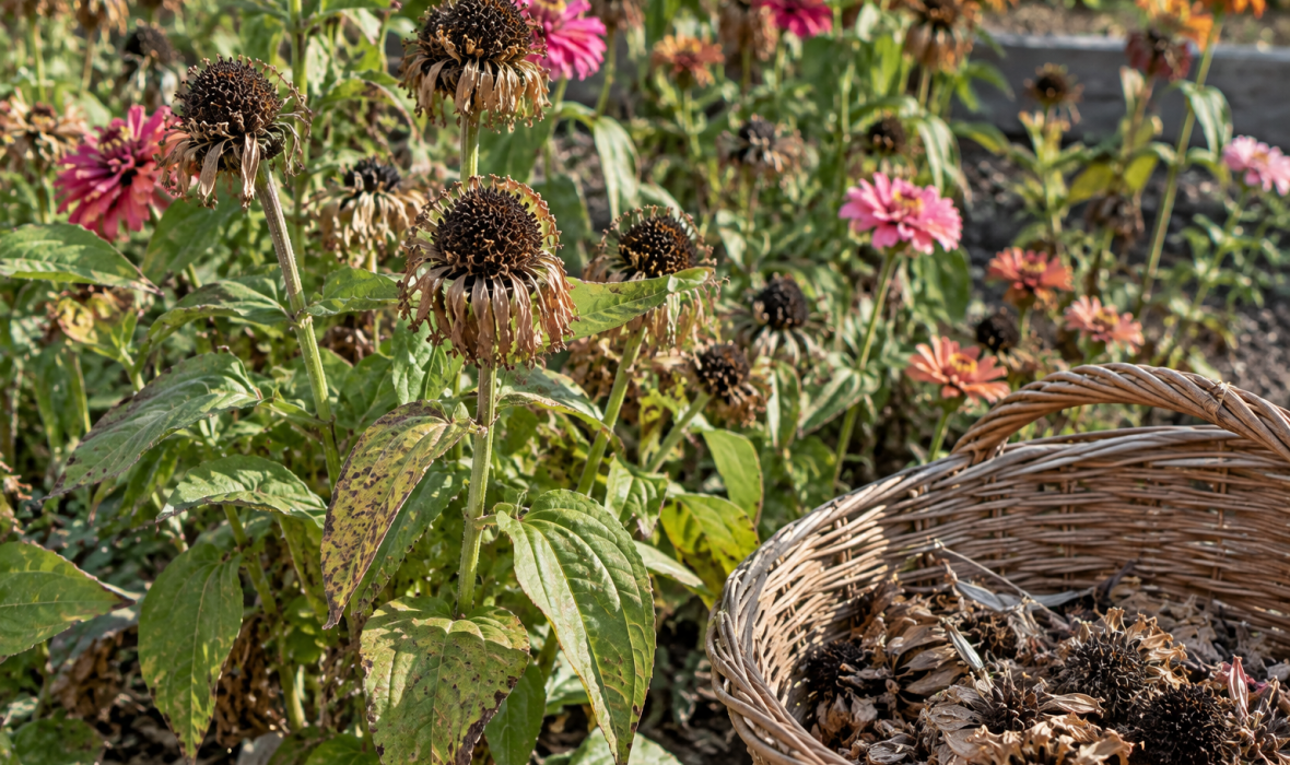 Co zrobić z przekwitłymi cyniami? Przycinanie, nasiona i pielęgnacja