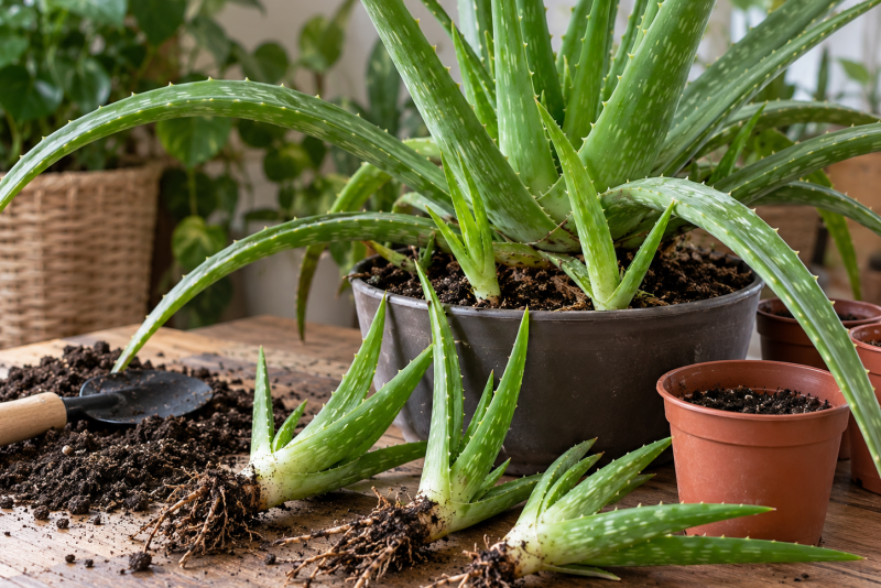 Jak rozmnażać aloes? Prosty sposób na domową plantację leczniczej rośliny