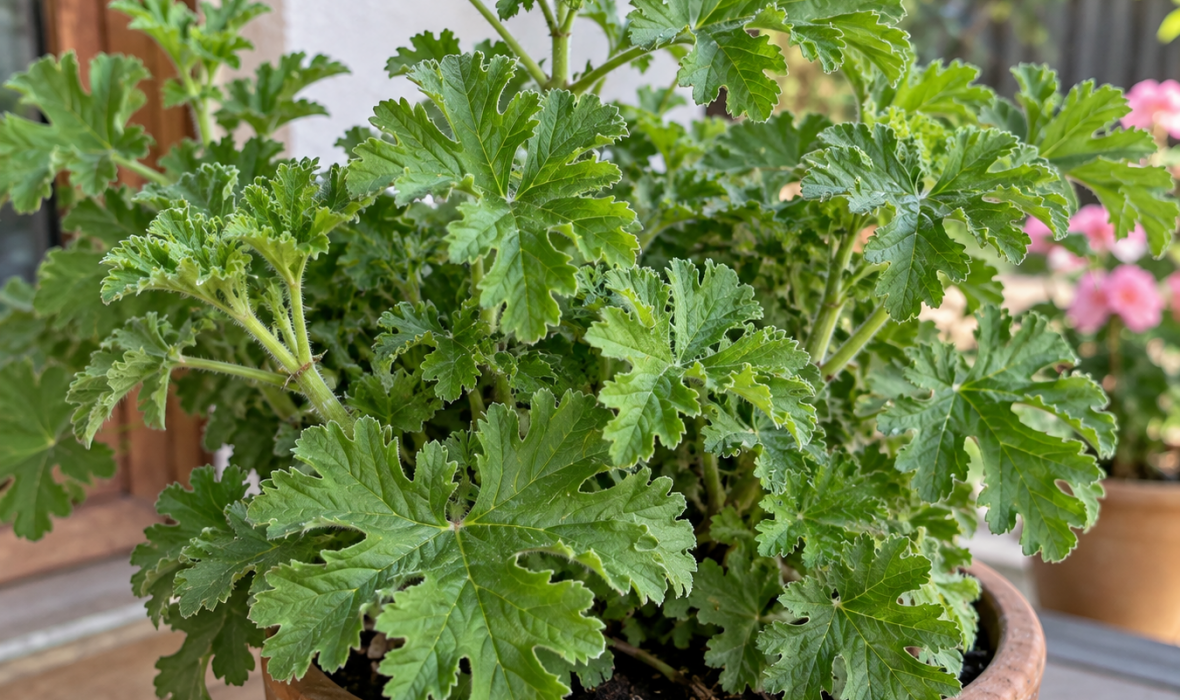 Anginka (Pelargonium graveolens) – pielęgnacja i właściwości 🌿✨