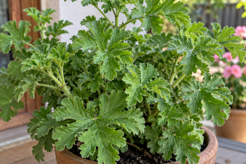Anginka (Pelargonium graveolens) – pielęgnacja i właściwości 🌿✨