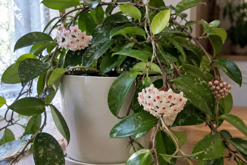 Hoja (Hoya) – pielęgnacja i ciekawostki na jej temat! 🌿✨