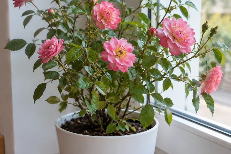 Róża chińska (Rosa chinensis) – pielęgnacja i ciekawostki 🌹✨