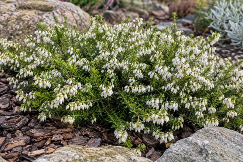 Wrzosiec krwisty 'Springwood White' – uprawa i pielęgnacja