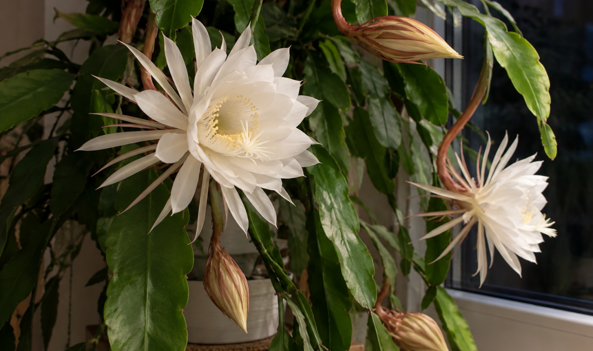 Epiphyllum oxypetalum – kwiat jednej nocy. Uprawa i pielęgnacja
